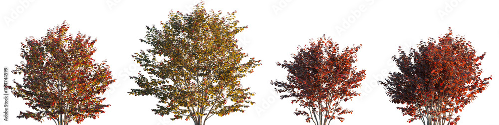 Corylus maxima Purpurea - Red\Purple Filbert trees\bush hazel frontal set isolated png on a transparent background premium cutout Corylus maxima Purpurea - Red\Purple Filbert trees\bush hazel frontal set isolated png on a transparent background premium cutout