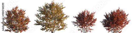 Photos Corylus maxima Purpurea - Red\Purple Filbert trees\bush hazel frontal set  isola