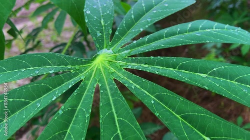 video of natural looking cassava leaves with raindrops still lingering on the leaves