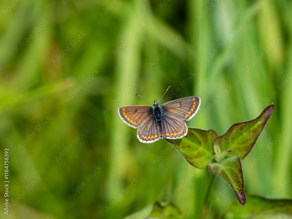 Fototapeta premium Brown Argus Butterfly Resting. Wings Open.