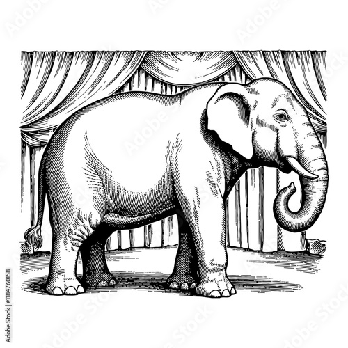 Elephant on Circus Stage Detailed Black and White Outline Line Art Drawing Standing with Curtain Background
