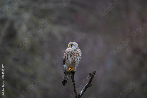 Foto Kestrel sitting on a branch