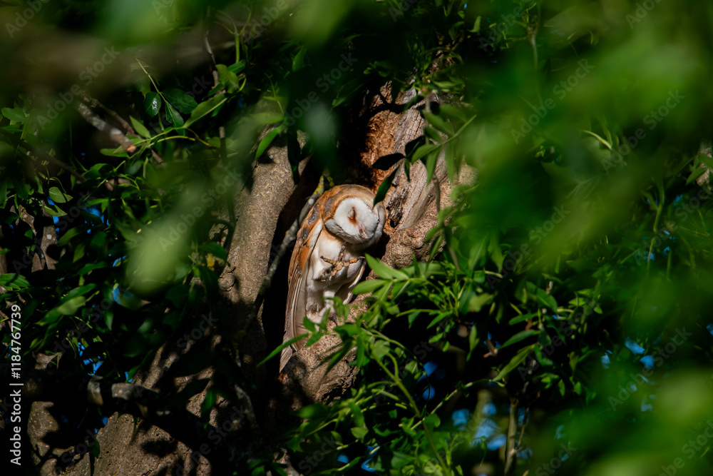 Barn Owl Barn Owl