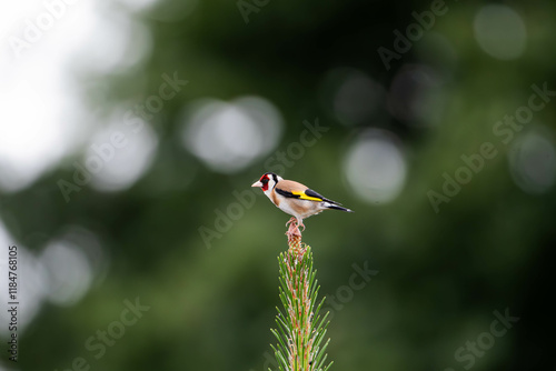 Obraz na plátně Goldfinch sitting on a branch