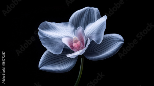 blue abstract watercolor X-ray image of elegant floating orchid flower on a black background	