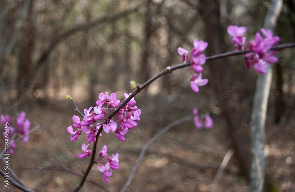 Obraz premium Eastern Redbud