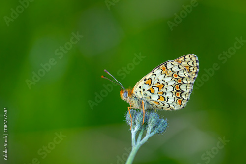Obraz na płótnie Closeup of a knapweed fritillary, Melitaea phoebe, butterfly resting and pollinating in bright sunlight. w salonie