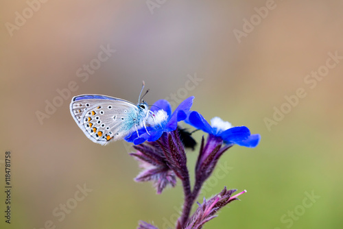 Obraz na płótnie blue little butterfly on blue flower, Turkmenistan Zephyr Blue, Plebejus zephyrinus w salonie
