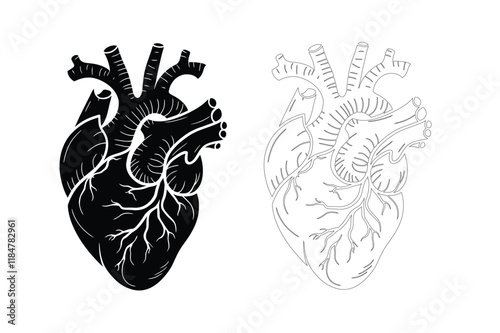 human heart, silhouette vector illustration, with line art.
