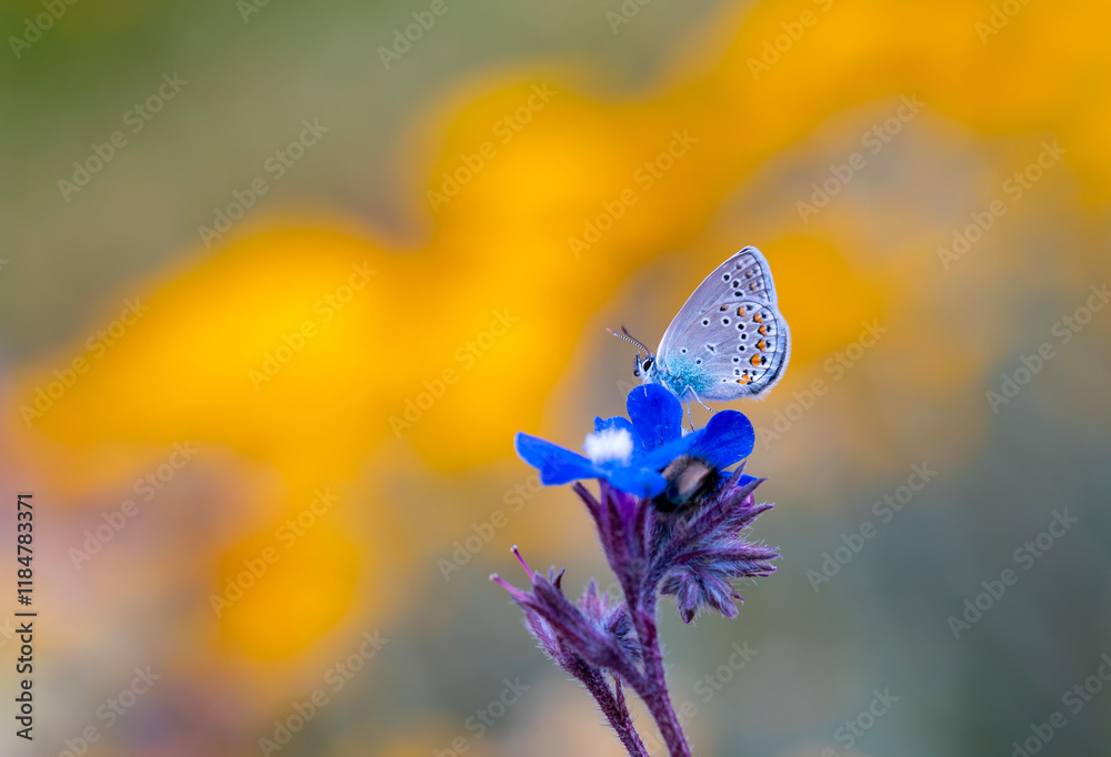 blue little butterfly on blue flower, Turkmenistan Zephyr Blue, Plebejus zephyrinus