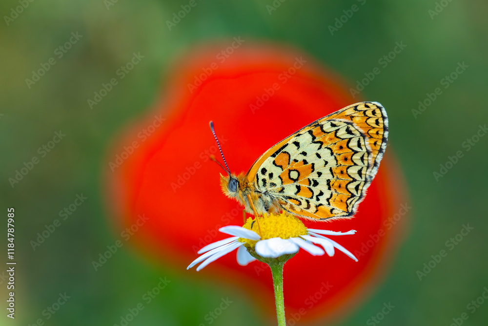 red butterfly on daisy flowers (Melitaea arduinna)