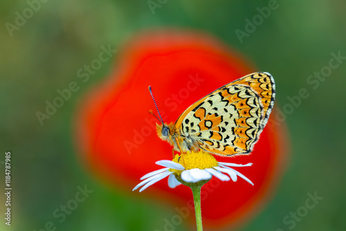 Obraz na płótnie red butterfly on daisy flowers (Melitaea arduinna) w salonie