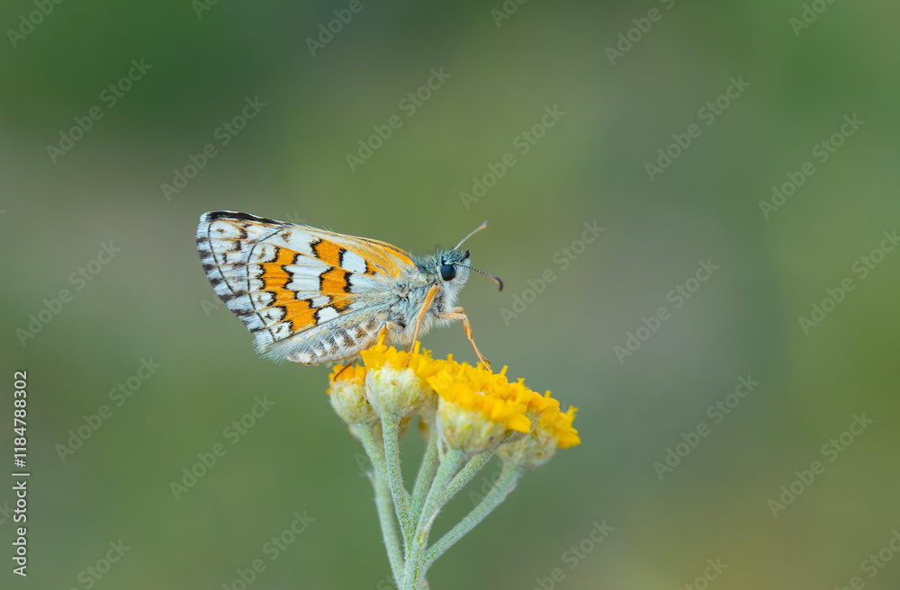 butterfly in yellow colors on yellow flower, Yellow-banded Skipper, Pyrgus sidae