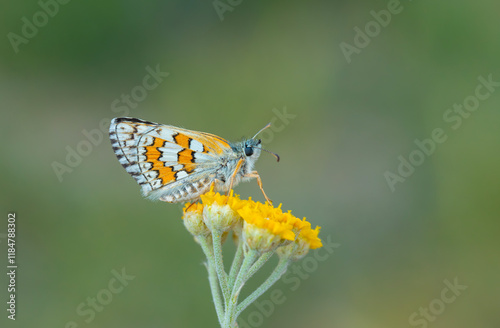 Obraz na płótnie butterfly in yellow colors on yellow flower, Yellow-banded Skipper, Pyrgus sidae w salonie