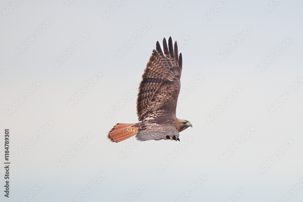 Fototapeta premium red tailed hawk scanning for prey