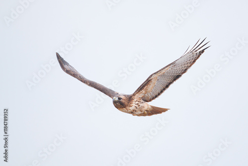 Tableau sur toile red tailed hawk scanning for prey