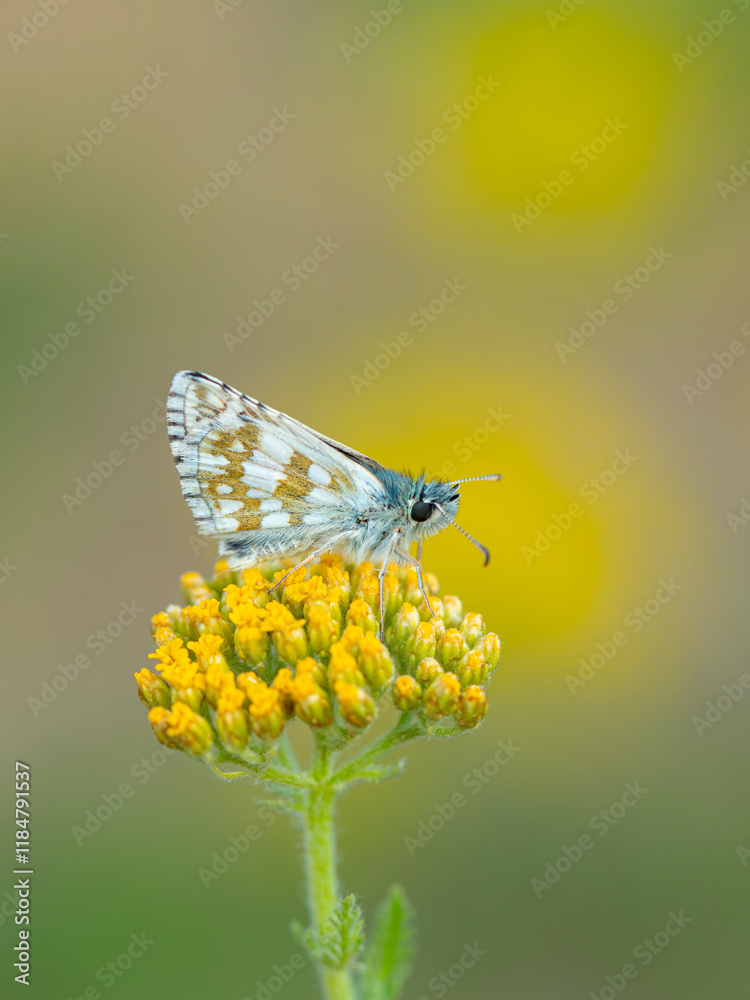 tiny butterfly in yellow flowers, Pyrgus cinarae