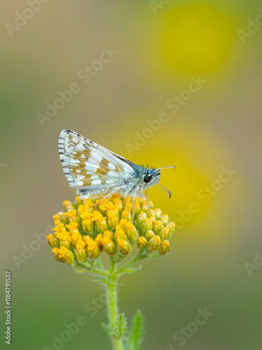 Obraz na płótnie tiny butterfly in yellow flowers, Pyrgus cinarae w salonie