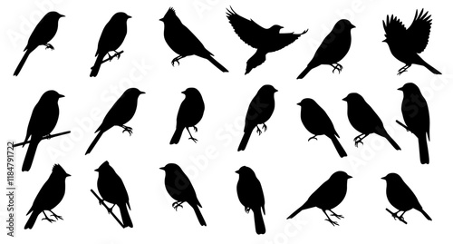Vector Set of Birds silhouettes collection