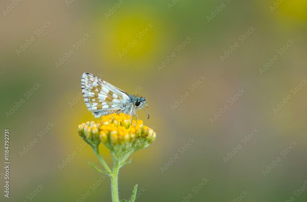 tiny butterfly in yellow flowers, Pyrgus cinarae