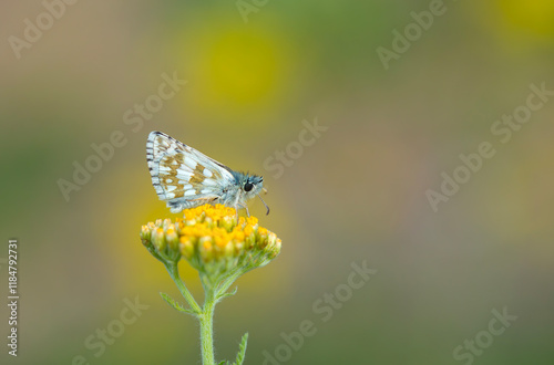 Obraz na płótnie tiny butterfly in yellow flowers, Pyrgus cinarae w salonie