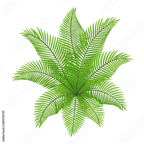 Top view of cycad isolated  white background vector illustration (4)