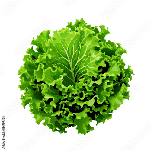 Fresh green lettuce leafs isolated on white space vector illustration (7)