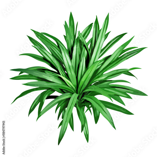 Green bracket plant isolated on white with clipping path vector illustration (6)
