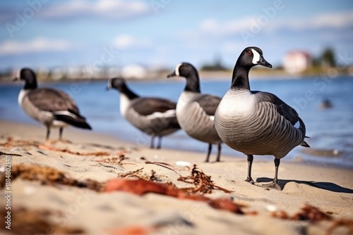 Atlantic Brant Relaxing on Monmouth County Beach, New Jersey | Avian Behaviour Photography photo