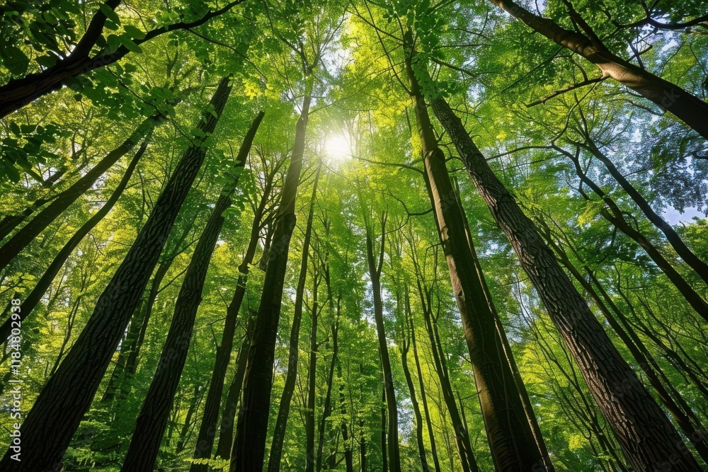 A serene view of a lush green forest with sunlight filtering through tall trees. A serene view of a lush green forest with sunlight filtering through tall trees.