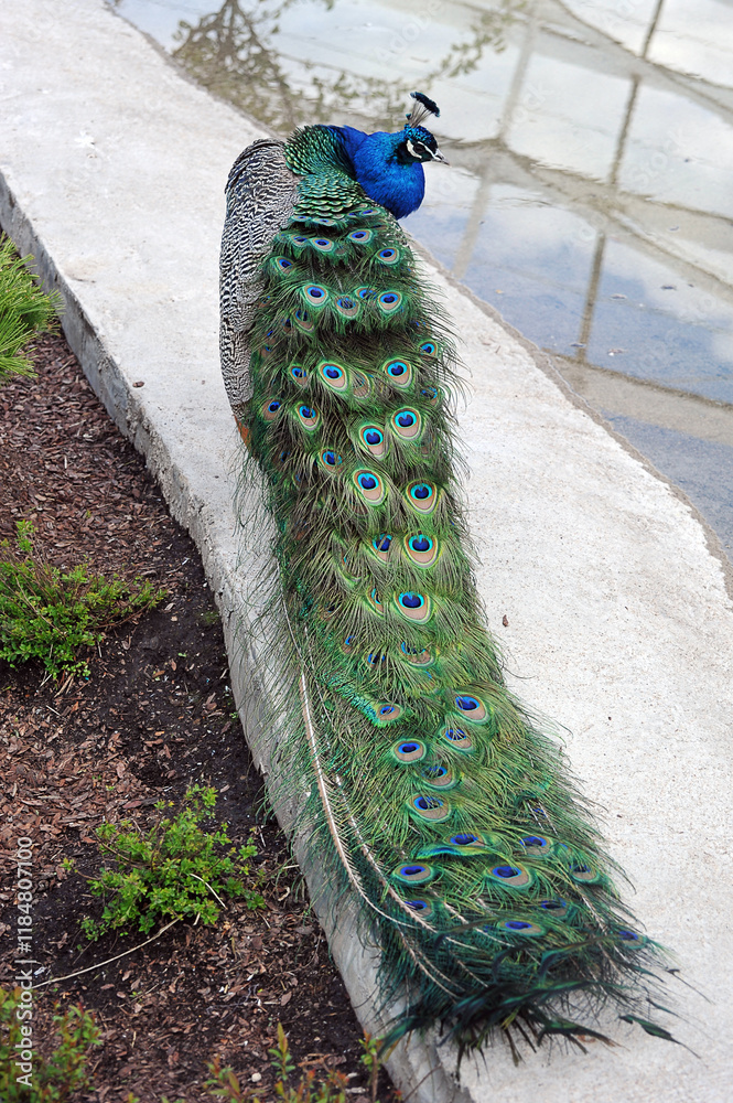 Fototapeta premium colorful peacock at Moscow Zoo