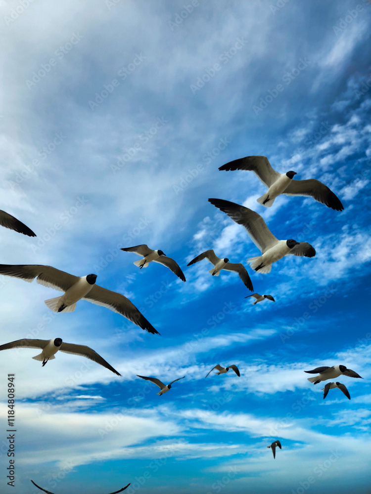 Fototapeta premium Flock of Seagulls