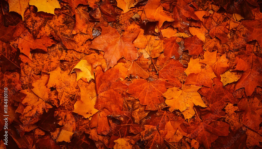 Autumn leafs structure texture pattern wallpaper Autumn leafs structure texture pattern wallpaper