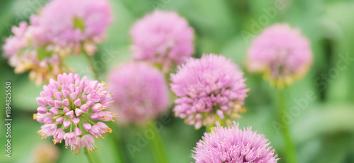 flower-bed in a garden. Allium flowers. Flower Head of an Allium flowers (Allium lusitanicum). close-up of Allium senescens ssp. montanum in bloom. 