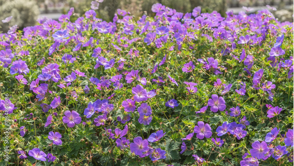 Geranium, cranesbill. Blue flowers with the palmate, narrow, pointed leaves Geranium, cranesbill. Blue flowers with the palmate, narrow, pointed leaves
