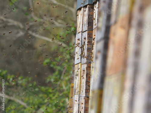 Beehives in Sunlight with Flying Bees, Spring Apiary Scene. Authentic, unedited documentary photograph of traditional beehives with active honey bees in flight.