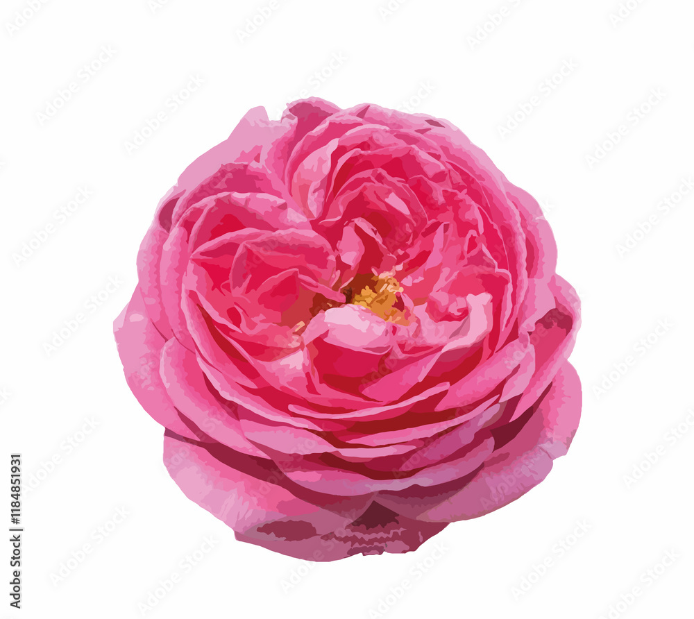Obraz premium Abstract of damask rose flower. Rosa damascena, Damascus rose or Persian, Bulgarian, Taif, Isfahan or Castilian rose, is a hybrid of Rosa gallica and Rosa moschata roses. For design. 