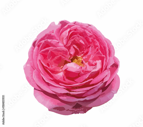 Abstract of damask rose flower. Rosa damascena, Damascus rose or Persian, Bulgarian, Taif, Isfahan or Castilian rose, is a hybrid of Rosa gallica and Rosa moschata roses. For design.
