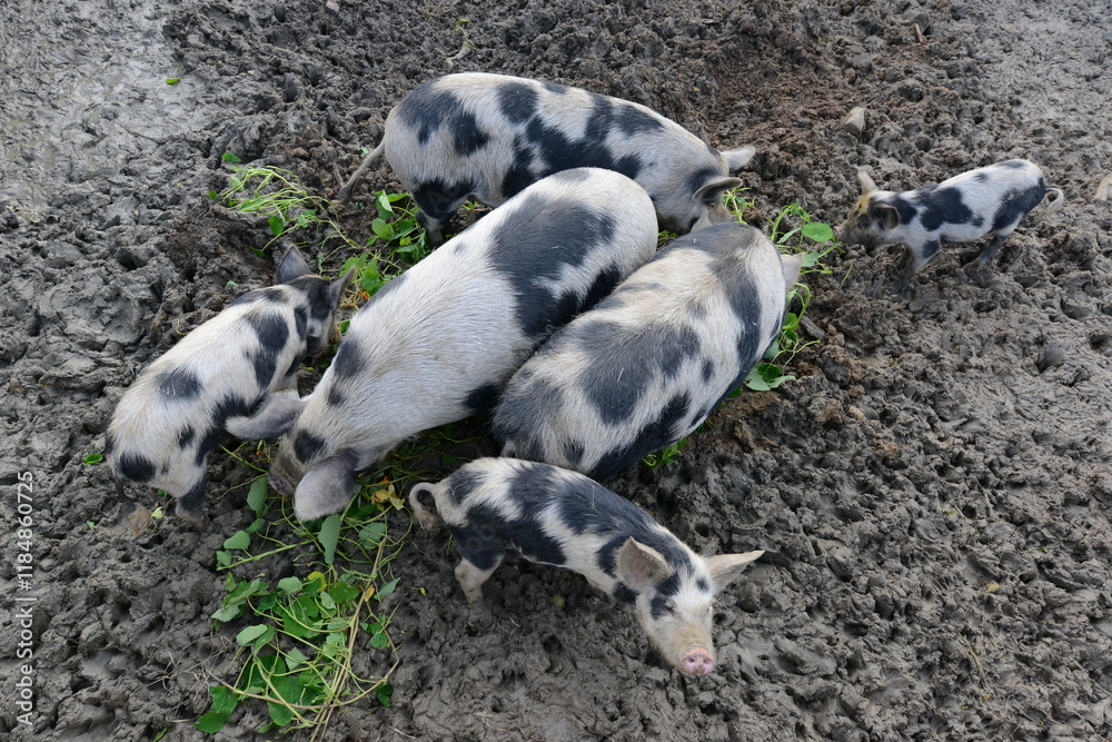 Authentic, unedited documentary photograph of Kunekune pigs (Sus scrofa domesticus) in their natural farm environment. Authentic, unedited documentary photograph of Kunekune pigs (Sus scrofa domesticus) in their natural farm environment.