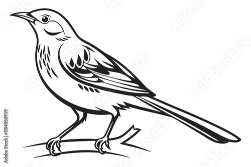 a  silhouette (Thrush) vector with a white background