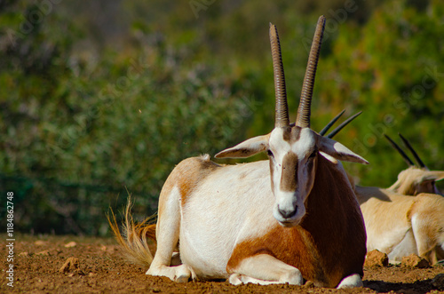 Oryx algazelle (Oryx Dammah) an extinct species in the wild, sitting on the ground, frontal view photo