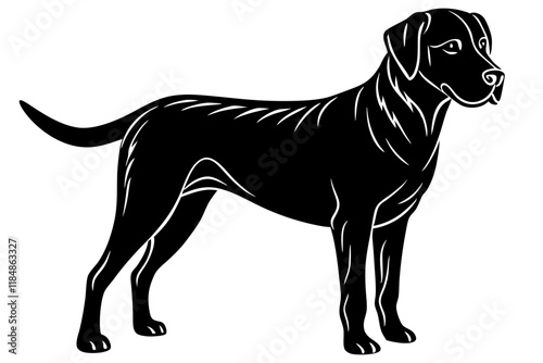 Labrador retriever dog vector art illustration