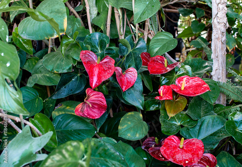 Anthurium scherzerianum, the flamingo flower or pigtail plant. Botanical garden in Genoa. photo