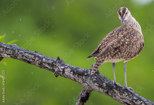 Eurasian whimbrel preening as it perches on a tree branch. photo