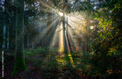 Misty morning in the green forest