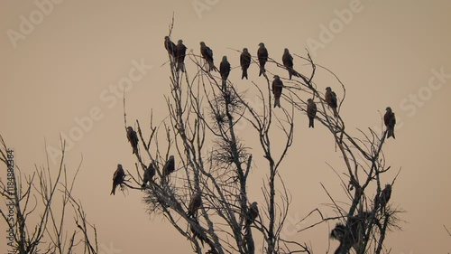 Red kite (Milvus milvus) flock taking off from a tree at sunset in a tranquil sky