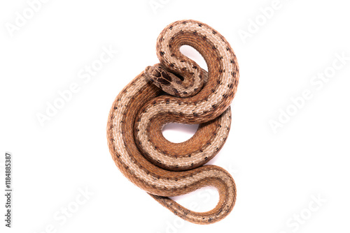 DeKay's Brownsnake with White Background