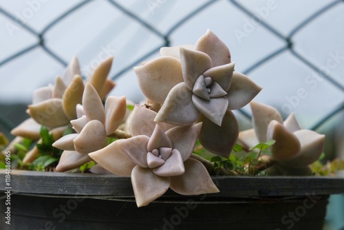 Succulent Graptopetalum paraguayense in black pot in garden by metal fence. Common names include mother-of-pearl-plant and ghost plant. photo