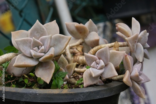 Succulent Graptopetalum paraguayense in black pot in garden by metal fence. Common names include mother-of-pearl-plant and ghost plant. photo