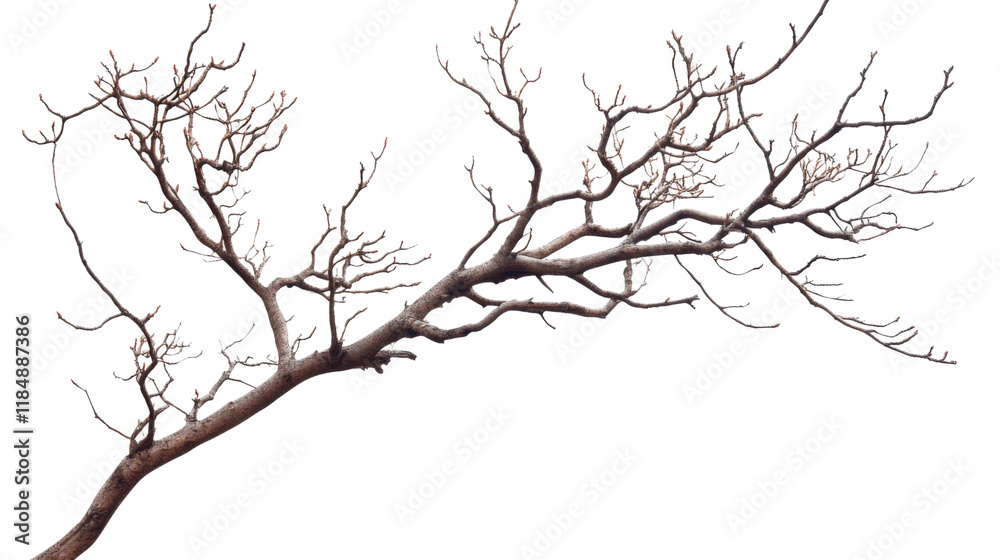 Tree branch with no leaves, isolated on transparent or white background Tree branch with no leaves, isolated on transparent or white background